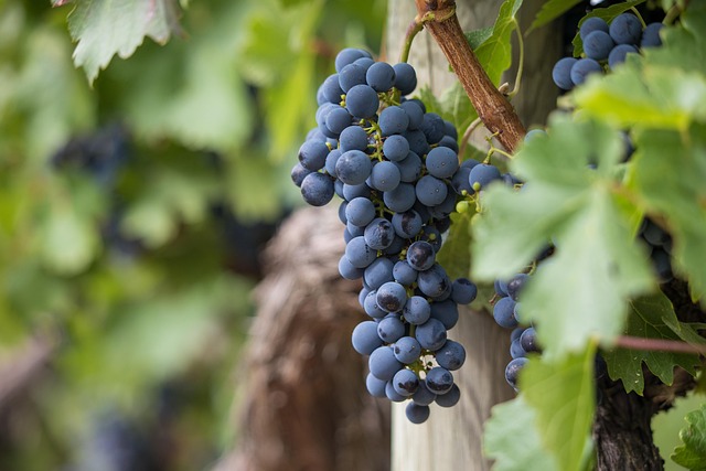 Viden om Barolo Rødvin - alt hvad du skal vide om denne skønne vin fra Piemonte